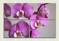 орхидеи на ветке